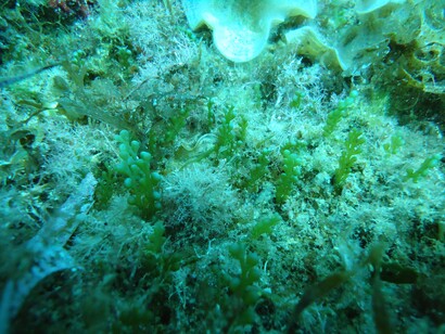 Fondo marino del Mediterráneo