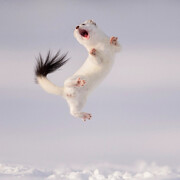 Jose Manuel Grandio, Twist and jump. Courtesy of Birmingham Museum and Art Gallery