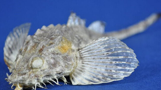 Zoology. Courtesy of RAMM