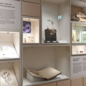 Sebastian Cramer, Two views on plants, ausstellungsansicht. Mit freundlicher genehmigung des Naturhistorischen Museums Wien