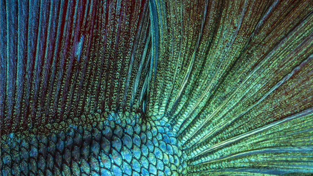 Brunella Costa, Immersion 