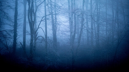 Misty forest, ph. Michael Stillwater 