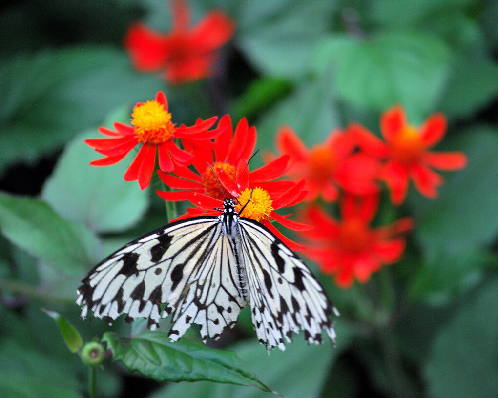 Judy Istock Butterfly Haven. Courtesy of Peggy Notebaert Nature Museum