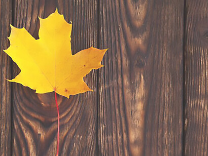 A yellow colored maple leaf on a brown wooden background