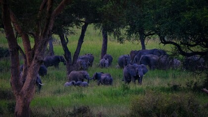 Foto a la distancia de elefantes caminando en un campo de hierba cerca de los árboles