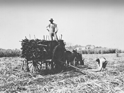 Trabajadores de la industria azucarera en los campos de Tucumán, Argentina