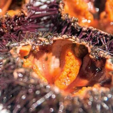 Il riccio di mare è considerato una delle eccellenze della cucina mediterranea e viene spesso gustato crudo, direttamente dal guscio, per apprezzarne il sapore intenso e iodato