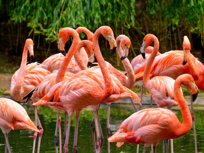 Grupo de flamencos del Caribe o flamencos rojos