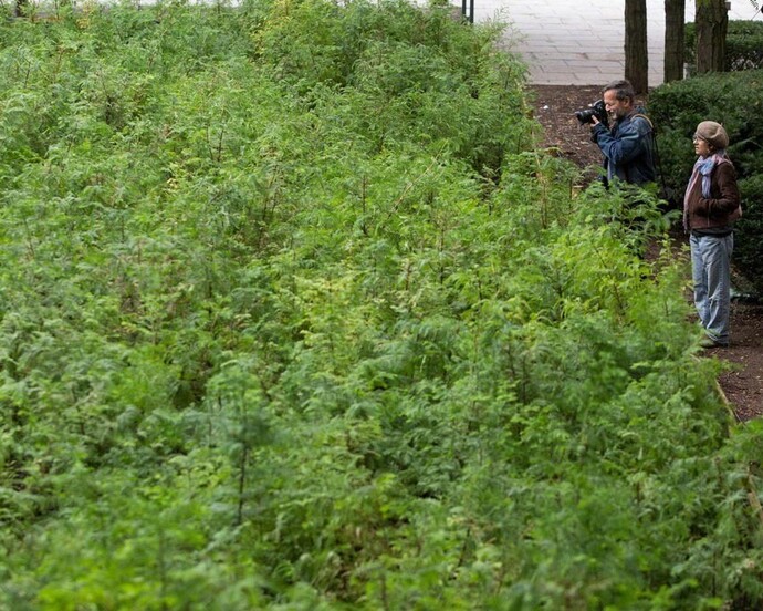 Spencer Finch: Lost Man Creek. Courtesy of Public Art Fund
