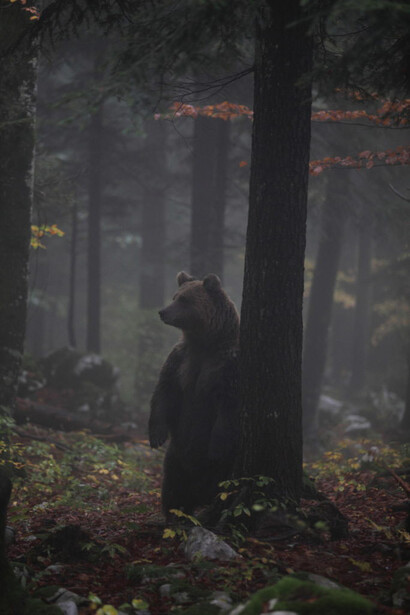 Ours. Courtesy of Laténium