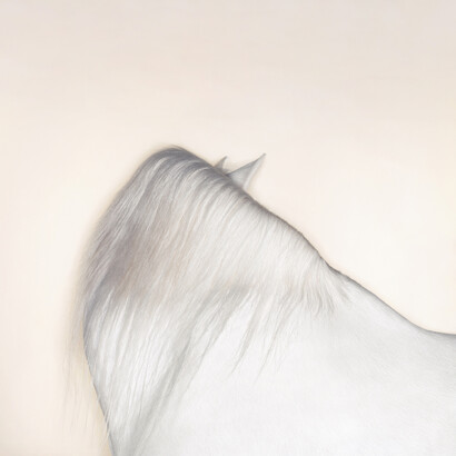 The Country House & Stables, Tim Flach, Cremello