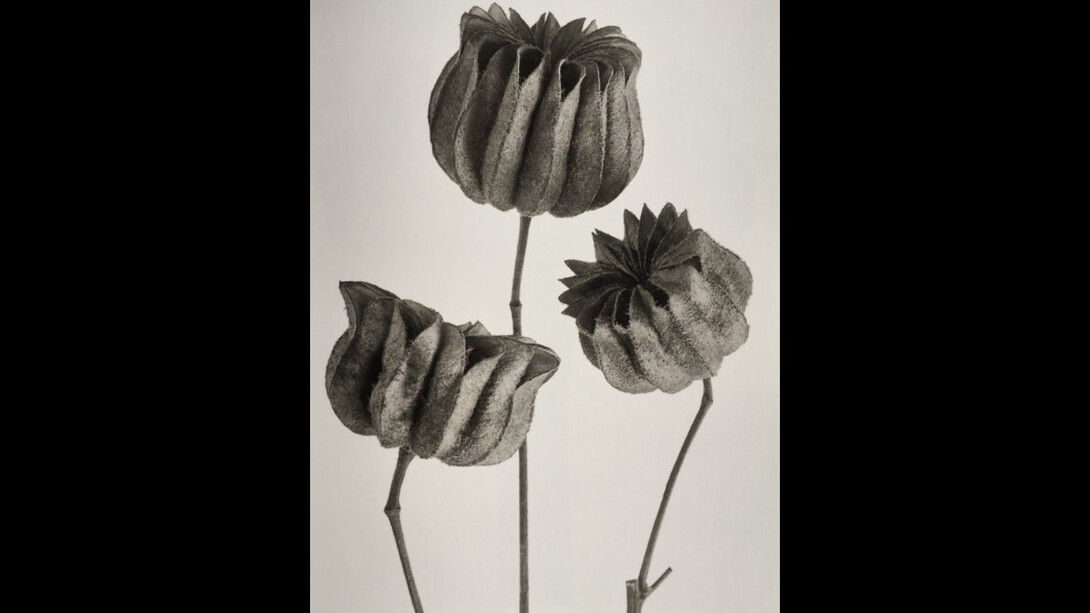 Karl Blossfeldt. Courtesy of Museo Thyssen-Bornemisza