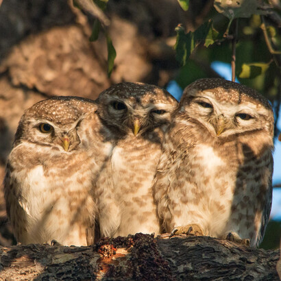 Keoladeo National Park (Bharatpur Bird Sanctuary), Spotted Owlet - Athene brama, Dec 13 © Peter Steward