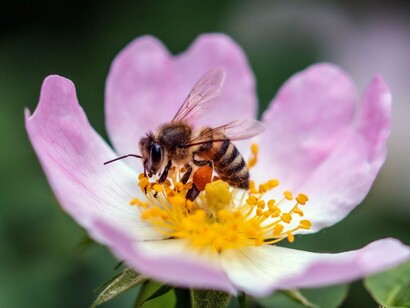 Uma abelha explora uma flor em busca de néctar, aproximando-se das estruturas reprodutivas da planta. O trabalho aparentemente simples das forrageiras é parte de uma rede essencial para a reprodução das plantas e para a produção de muitos dos alimentos que chegam à nossa mesa