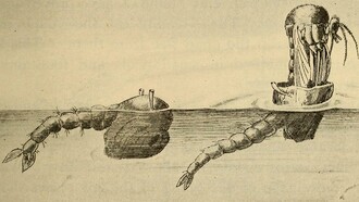 "Larva y mosquito adulto", ilustración publicada en el libro "Salud en la casa y la ciudad", 1912