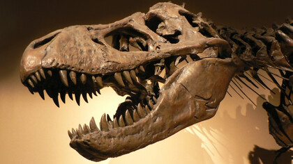 La policía advierte de que, cada vez más, topan con personas que salen a buscar fósiles como quien sale a buscar setas