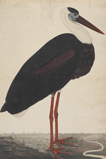 Company School Painting in India. Courtesy of The Met