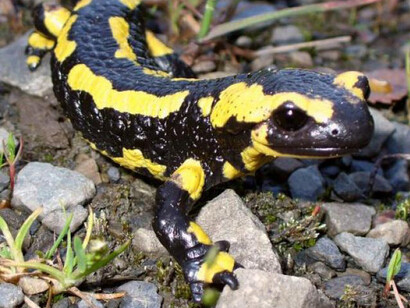La salamandra común es un urodelo inconfundible, de fondo negro y manchas variadas amarillas muy intensas que pueden llegar a cubrir la casi totalidad del cuerpo