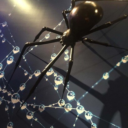 Spiders. Courtesy of ROM