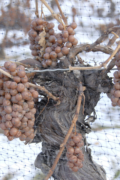 Grappoli di uva Eiswein