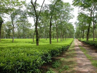 Mancotta Heritage Chang Bungalow, Dibrugarh, Tea plantation. Credit Purvi Discovery