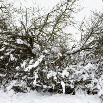 Thomas Struth, Hecke, Feldberger Seen-
landschaft 2021, 2024. Mit freundlicher genehmigung der Galerie Rüdiger Schöttle