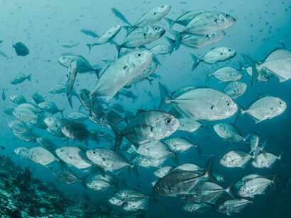 Escapan los peces y desaparecen las sondas que atravesaban tus arterias