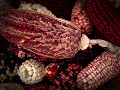 El culto y respeto al maíz se vio reflejado en todos los ámbitos de la vida cotidiana de los habitantes de Mesoamérica