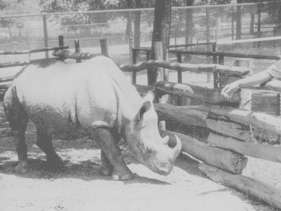 Cacareco era un rinoceronte negro hembra exhibido en zoológicos brasileños