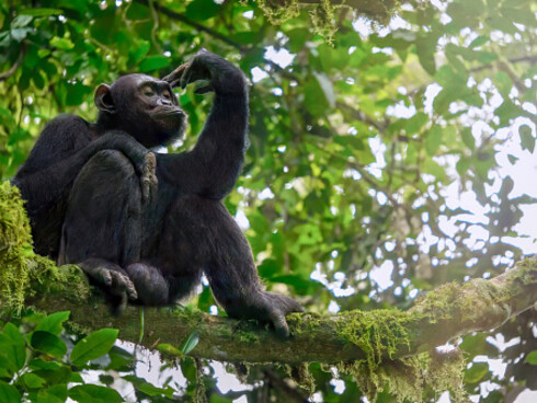 The manipulation of social relations is an integral part of the evolution of chimpanzees complex social systems