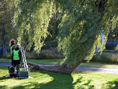 As trees go by, werk in der ausstellung. Mit freundlicher genehmigung der Serlachius-Museen