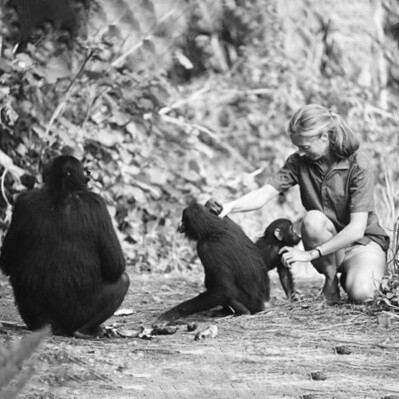Jane Goodall si occupa sia dello studio che della protezione degli scimpanzé