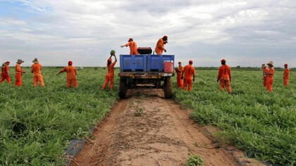 Non ci sono requisiti per il salario minimo nel lavoro dei carcerati negli Stati Uniti
