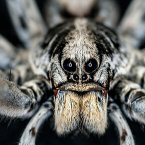 O. Orkin Insect Zoo. Courtesy of Smithsonian's National Museum of Natural History