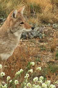 The ever-alert Faerytale