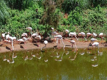Group of flamingos in the Wetlands ecosystem simulation
