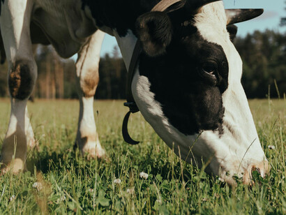A cow giving the camera a side glance as it feeds