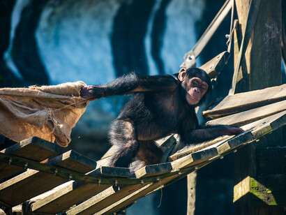 Dal comportamento animale alla moralità umana: un'analisi evolutiva