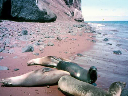 Galápagos, Isola di Lobos, leoni marini
