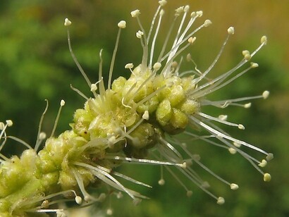 Castanea sativa, particolare fiori