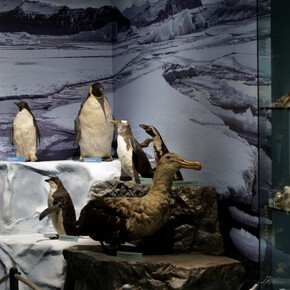 Life in the seas, exhibition view. Courtesy of the Latvian National Museum of Natural History