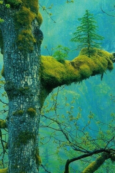 Evoluzioni naturali