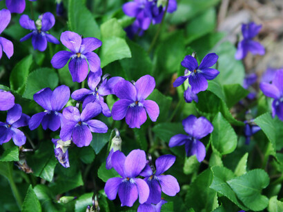 La viola allontana e placa il mal di testa 
