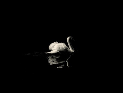 Cisne