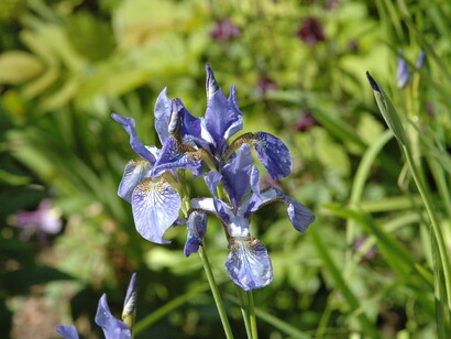 Un iris giapponese. Foto di Enzo Valenti