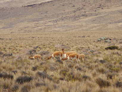 Gracias a políticas de conservación, la población de vicuñas en Perú pasó de estar al borde de la extinción en los años 60 a superar los 218 mil ejemplares en 2024