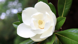 Poco a poco las emociones se serenan y surge la precisa belleza