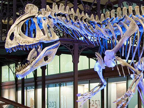 Galerie des Dinosaures. Courtesy of Royal Belgian Institute of Natural Sciences
