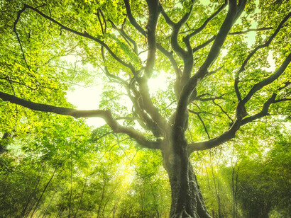 Gli alberi hanno costruito boschi e foreste