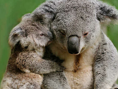 Koalas